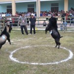 Goat Fight in Hoang Su Phi – Ha Giang 1