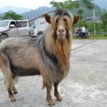 Goat Fight in Hoang Su Phi – Ha Giang
