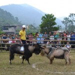 Goat Fight in Hoang Su Phi – Ha Giang 2