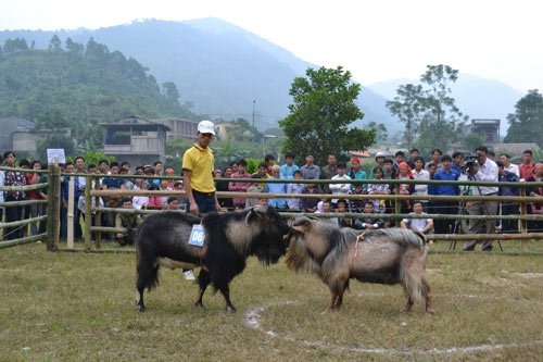 Goat Fight in Hoang Su Phi – Ha Giang 2