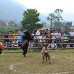 Goat Fight in Hoang Su Phi – Ha Giang 3