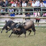 Goat Fight in Hoang Su Phi – Ha Giang 4