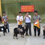 Goat Fight in Hoang Su Phi – Ha Giang 5