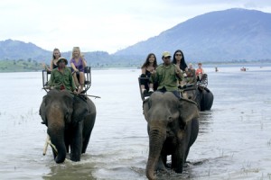 Elephant in Buon Ma Thuoc
