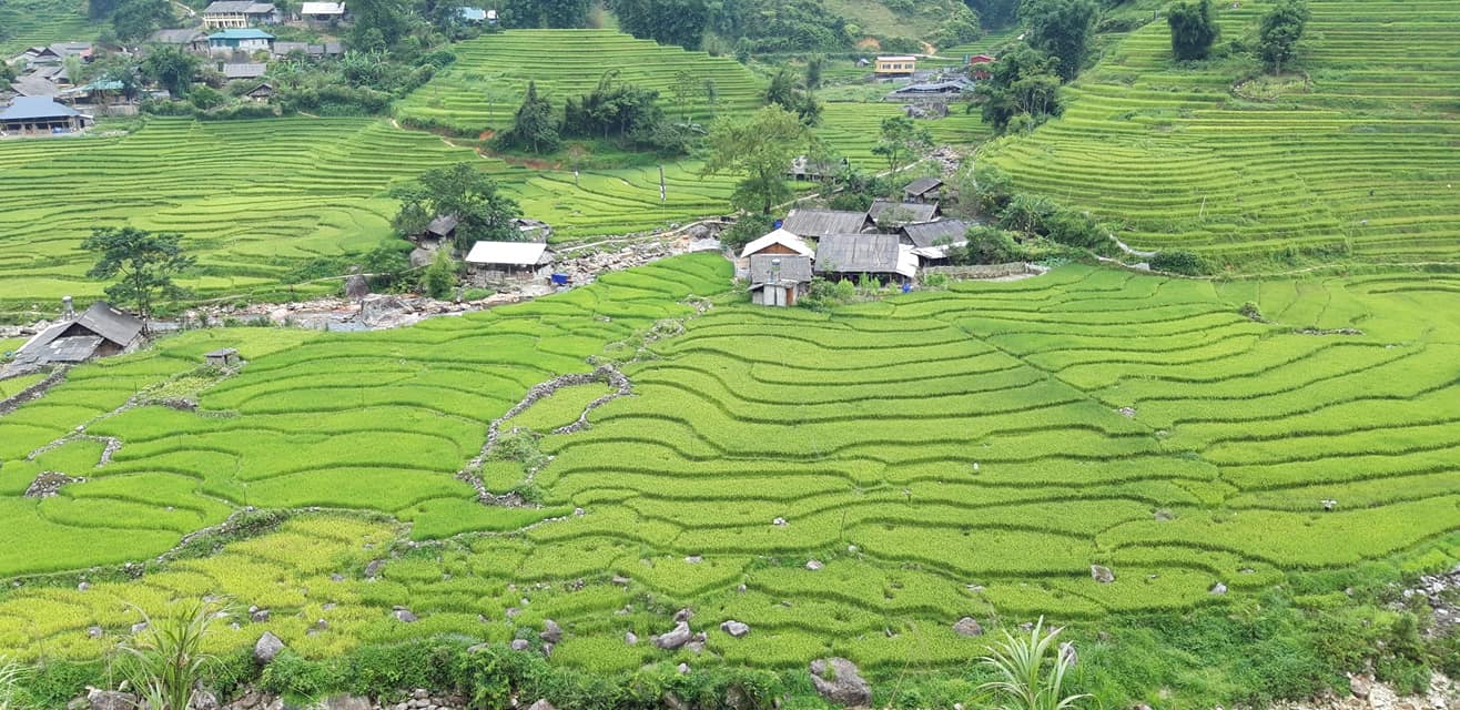 Tavan rice terrace